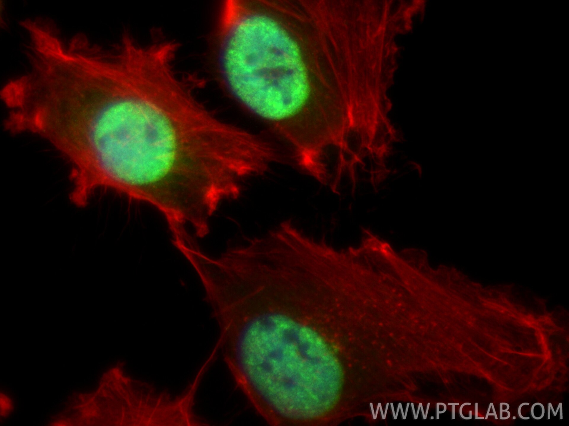 Immunofluorescent analysis of (4% PFA) fixed U-251 cells using WIZ antibody (32378-1-AP) at dilution of 1:400 and CoraLite®488-Conjugated Goat Anti-Rabbit IgG(H+L) (SA00013-2), CL594-phalloidin (red). Immunofluorescence (IF) / fluorescent staining of U-251 cells using WIZ Polyclonal antibody (32378-1-AP)