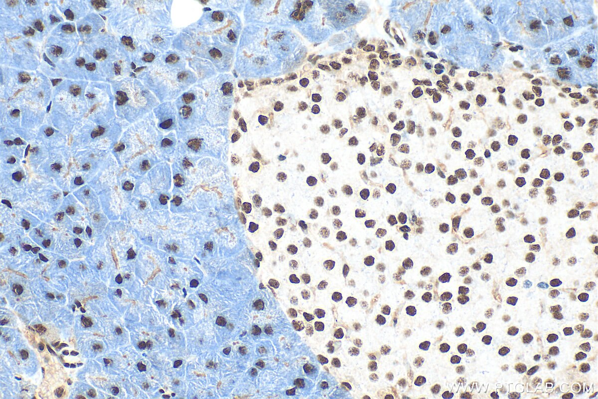 Immunohistochemical analysis of paraffin-embedded mouse pancreas tissue slide using 32378-1-AP (WIZ antibody) at dilution of 1:800 (under 40x lens). Heat mediated antigen retrieval with Tris-EDTA buffer (pH 9.0). Immunohistochemistry (IHC) staining of mouse pancreas tissue using WIZ Polyclonal antibody (32378-1-AP)