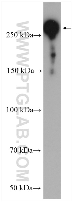 Western Blot (WB) analysis of MCF-7 cells using WNK1 Polyclonal antibody (28357-1-AP)