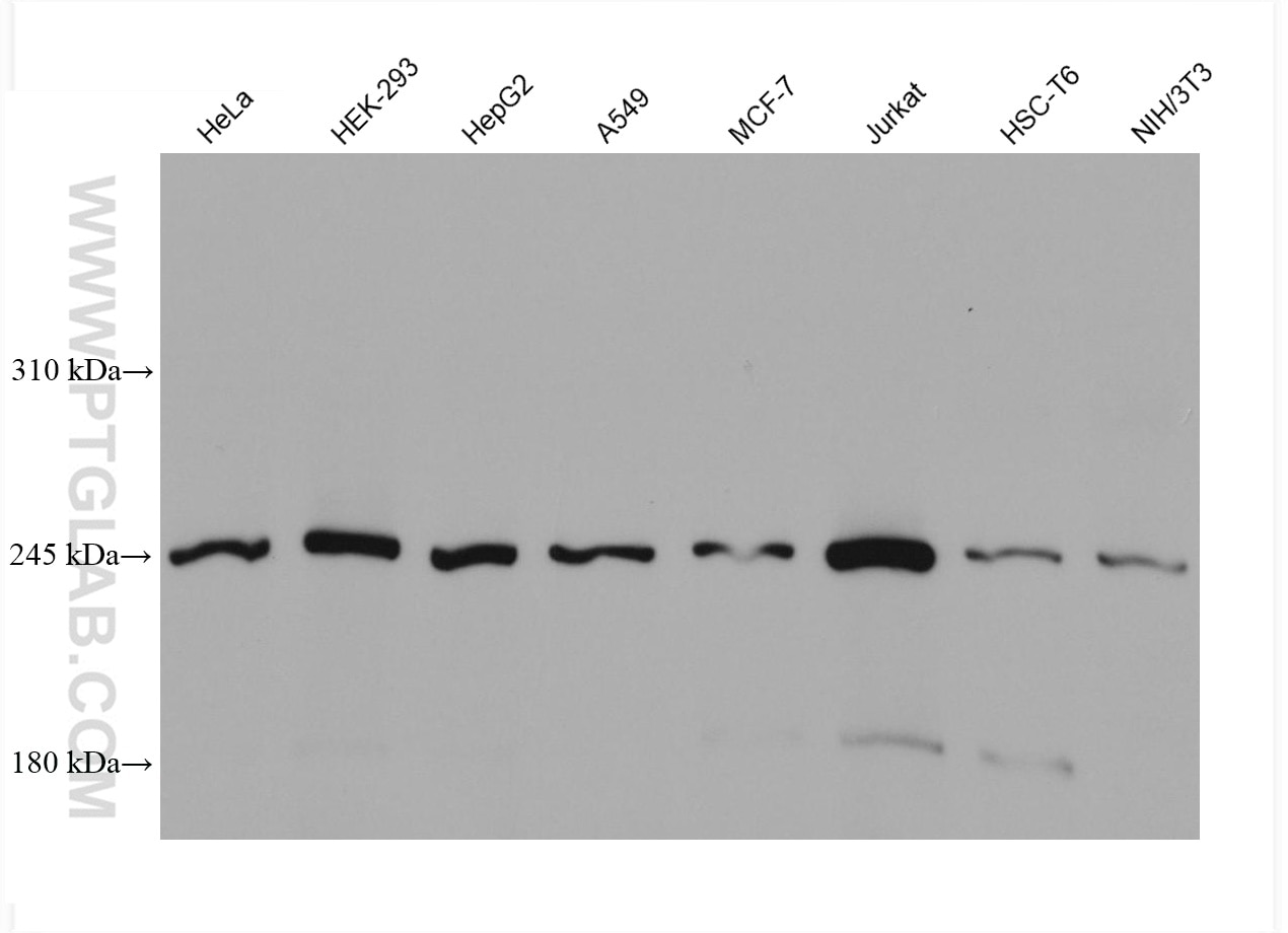 Western Blot (WB) analysis of various lysates using WNK1 Monoclonal antibody (68149-1-Ig)