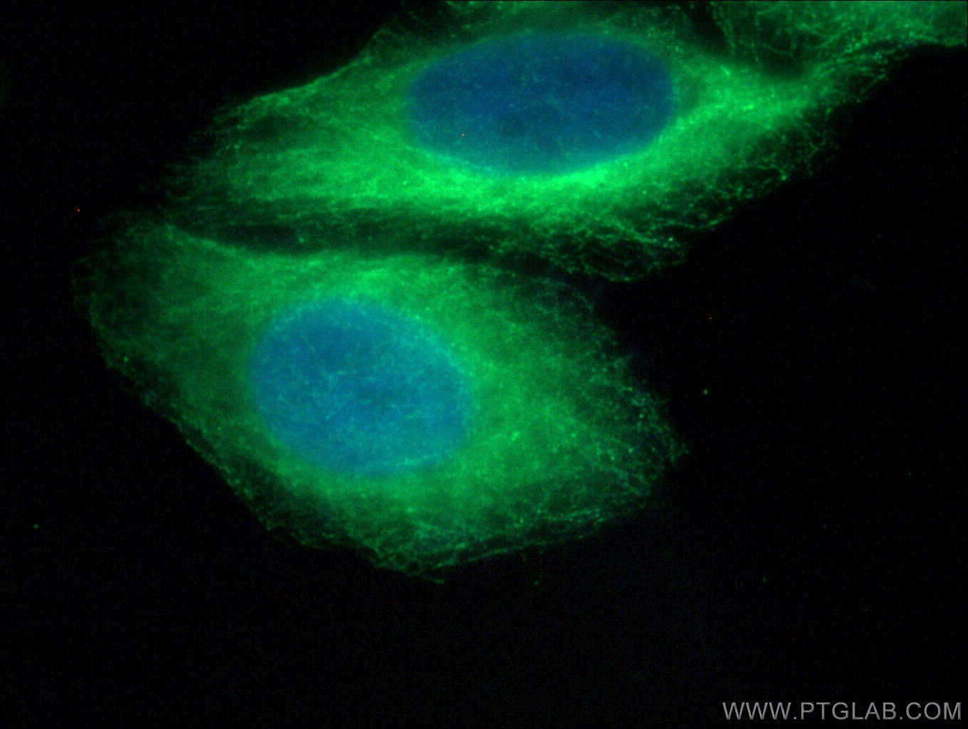 Immunofluorescence (IF) / fluorescent staining of HepG2 cells using WNK2 Polyclonal antibody (22297-1-AP)