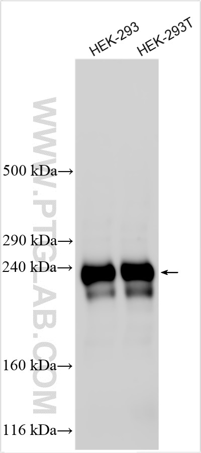 Western Blot (WB) analysis of various lysates using WNK3 Polyclonal antibody (32231-1-AP)