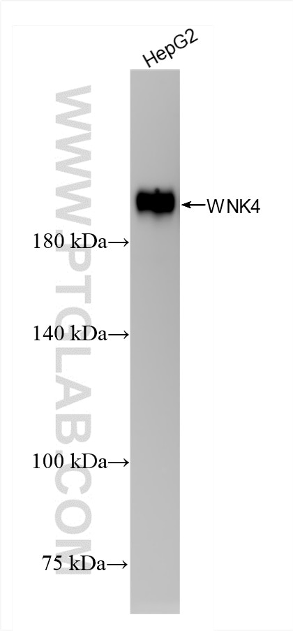 Western Blot (WB) analysis of HepG2 cells using WNK4 Recombinant antibody (85886-4-RR)
