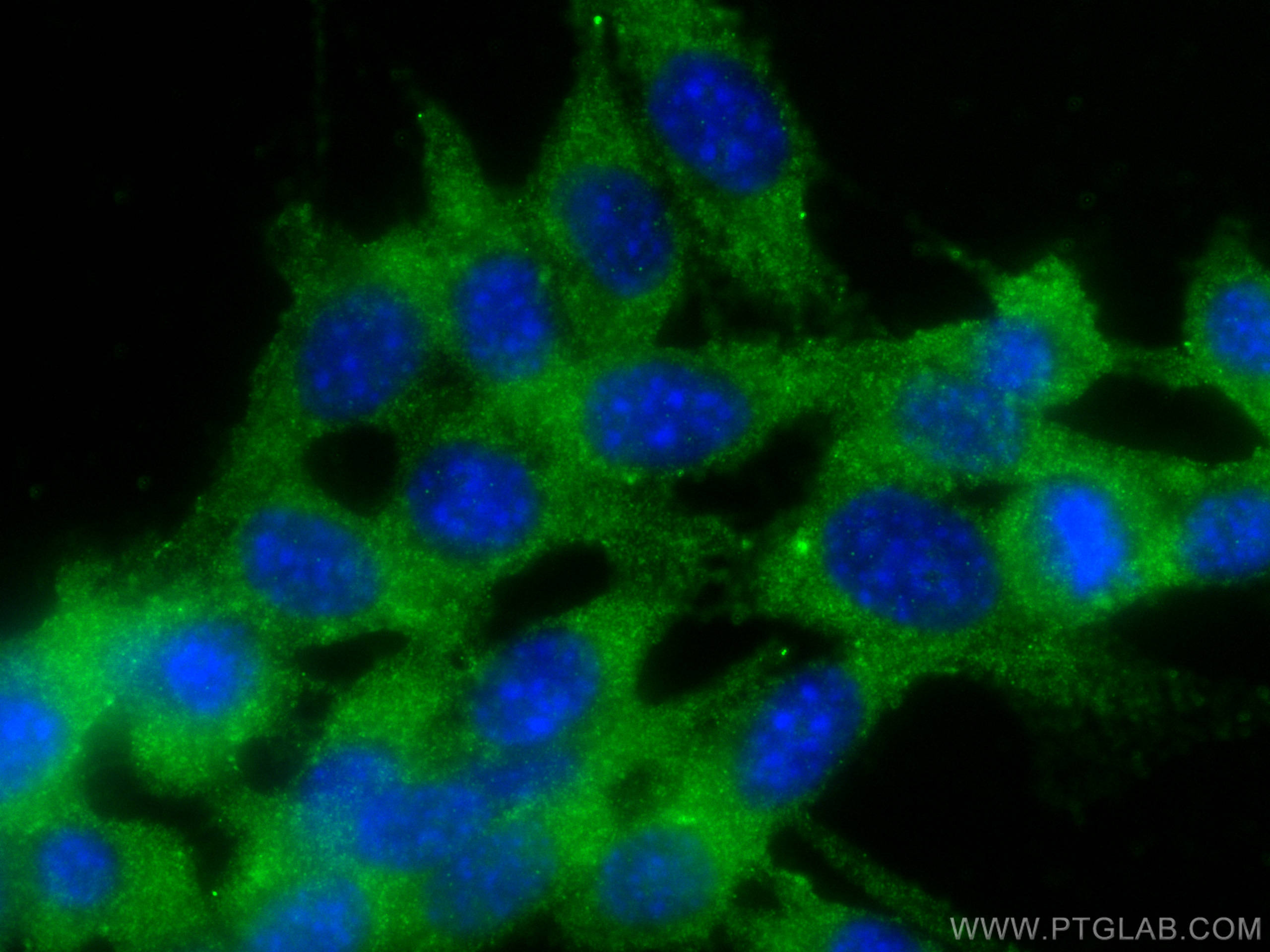 Immunofluorescence (IF) / fluorescent staining of NIH/3T3 cells using WNT1 Polyclonal antibody (27935-1-AP)