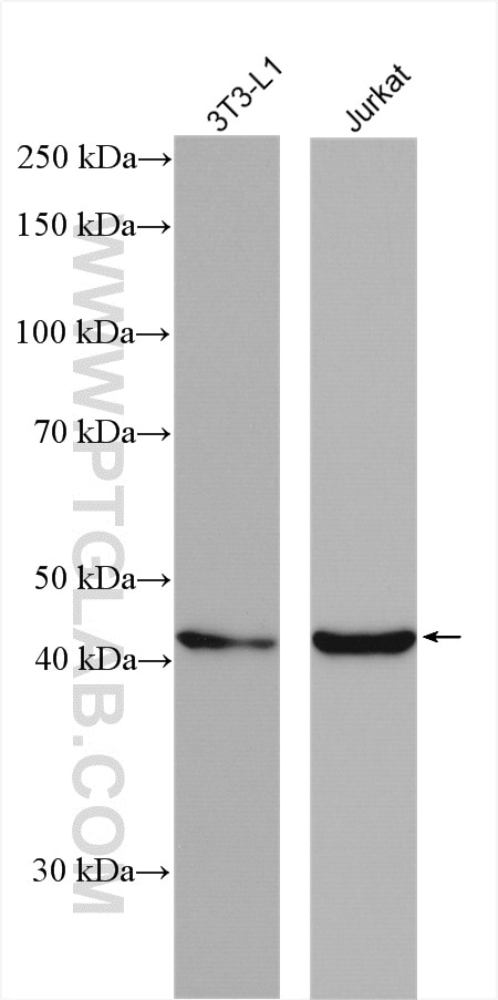 Western Blot (WB) analysis of various lysates using WNT1 Polyclonal antibody (27935-1-AP)