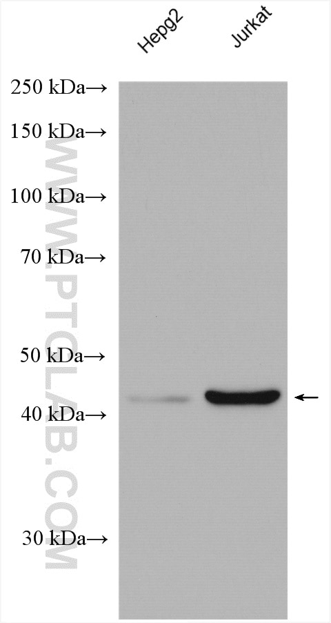 Western Blot (WB) analysis of various lysates using WNT1 Polyclonal antibody (27935-1-AP)