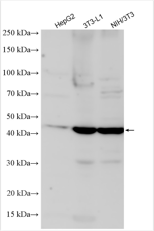 Western Blot (WB) analysis of various lysates using WNT1 Polyclonal antibody (27935-1-AP)