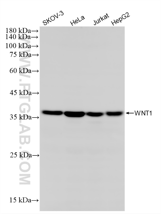 WB analysis using 87881-1-RR (same clone as 87881-1-PBS) Western Blot (WB) analysis of various lysates using WNT1 Recombinant monoclonal antibody (87881-1-RR)