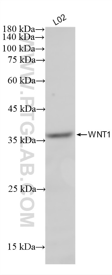 WB analysis of L02 using 87881-1-RR (same clone as 87881-1-PBS) Western Blot (WB) analysis of L02 cells using WNT1 Recombinant monoclonal antibody (87881-1-RR)