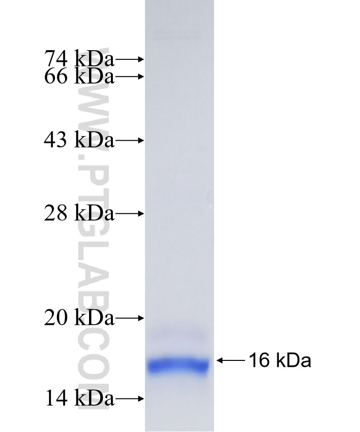 WNT1 fusion protein Ag25463 SDS-PAGE