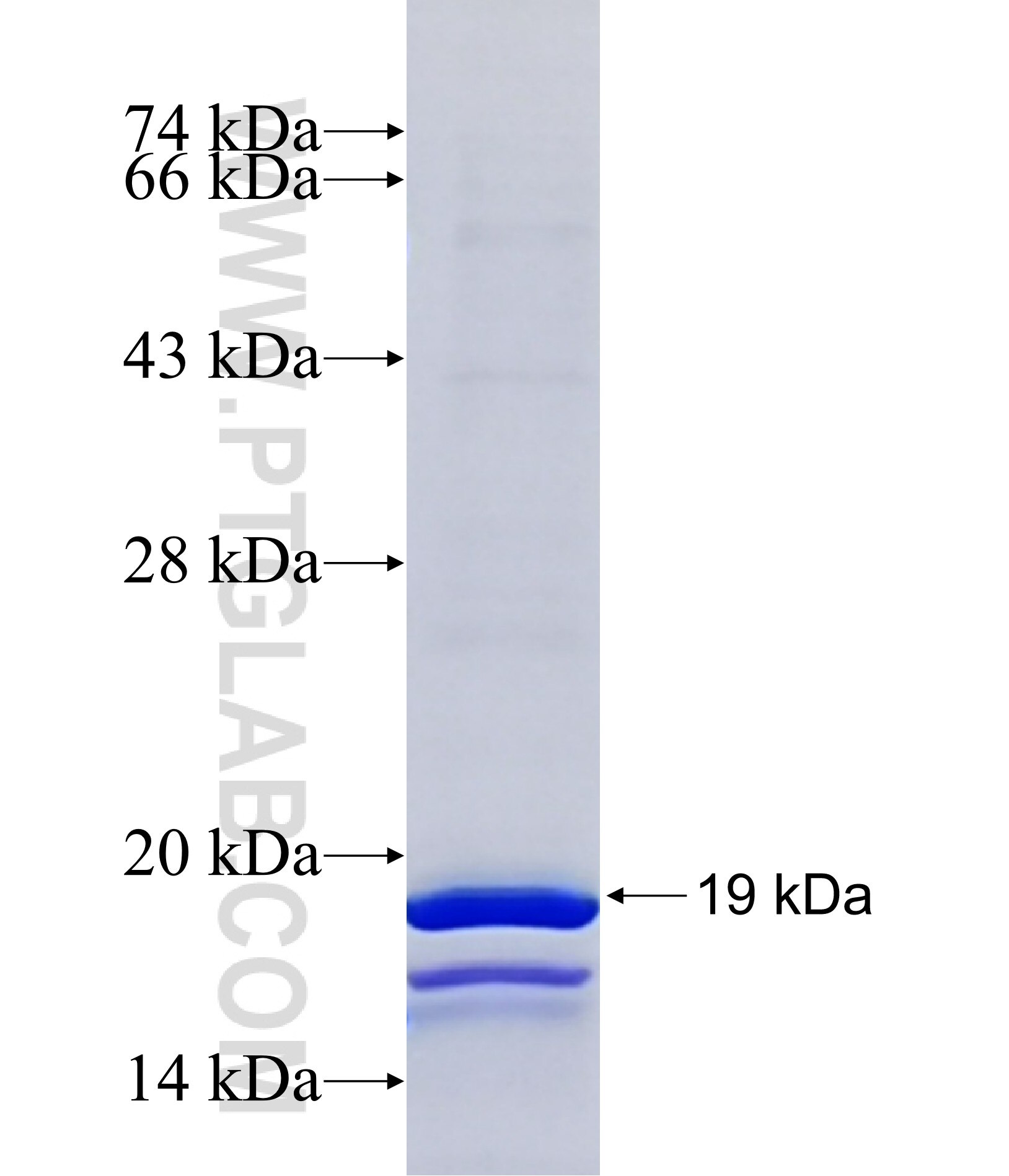 WNT1 fusion protein Ag27437 SDS-PAGE
