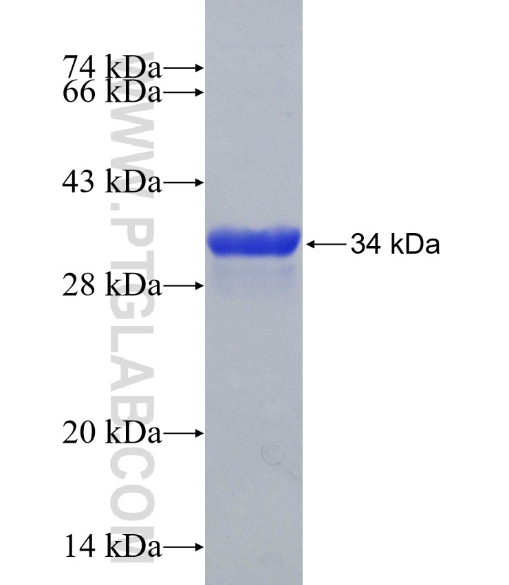 WNT10A fusion protein Ag23963 SDS-PAGE