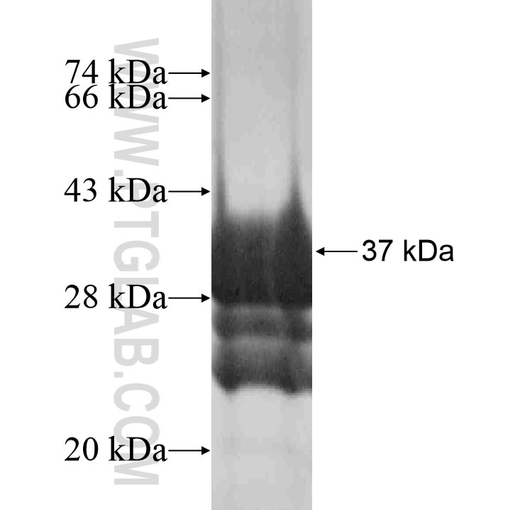 WNT10A fusion protein Ag18210 SDS-PAGE