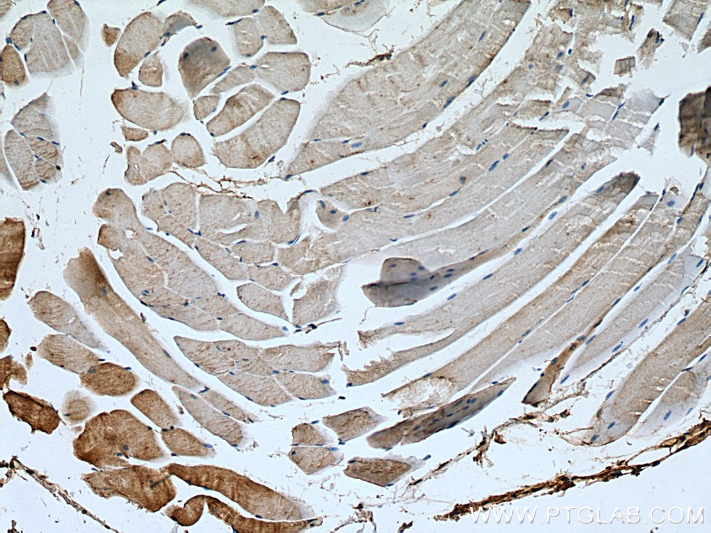 Immunohistochemistry (IHC) staining of mouse skeletal muscle tissue using WNT10B Monoclonal antibody (67210-1-Ig)