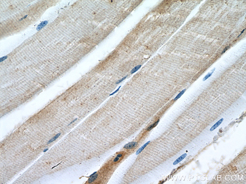 Immunohistochemistry (IHC) staining of mouse skeletal muscle tissue using WNT10B Monoclonal antibody (67210-1-Ig)