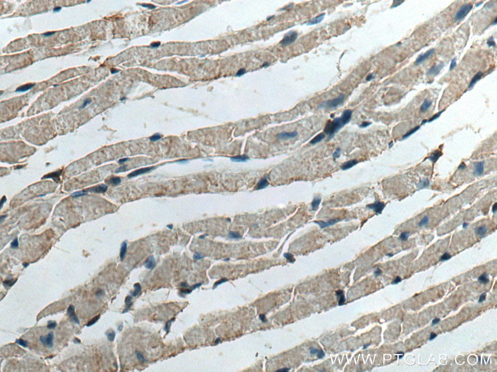 Immunohistochemistry (IHC) staining of mouse heart tissue using WNT10B Monoclonal antibody (67210-1-Ig)