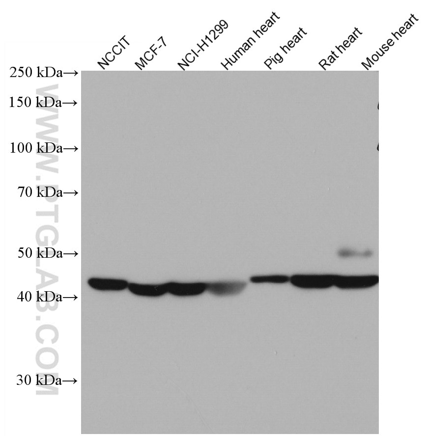 Western Blot (WB) analysis of various lysates using WNT10B Monoclonal antibody (67210-1-Ig)
