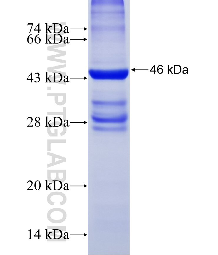 WNT10B fusion protein Ag16396 SDS-PAGE