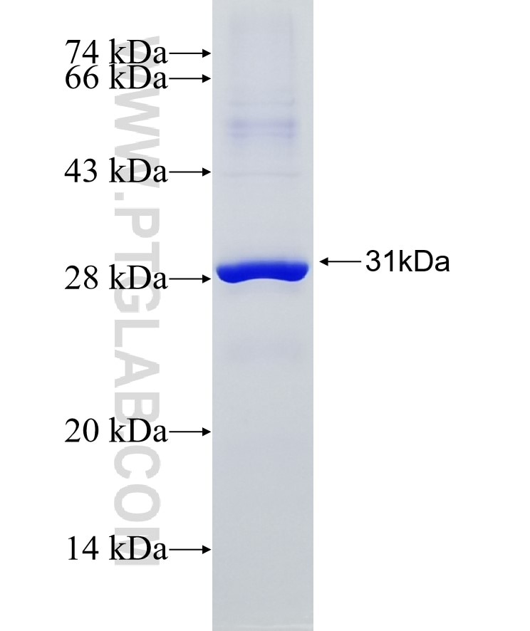 WNT10B fusion protein Ag17114 SDS-PAGE