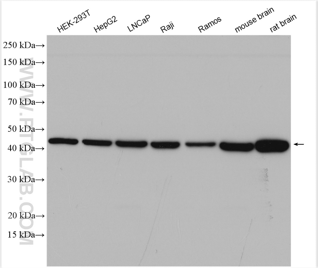 Western Blot (WB) analysis of various lysates using WNT16 Polyclonal antibody (28610-1-AP)