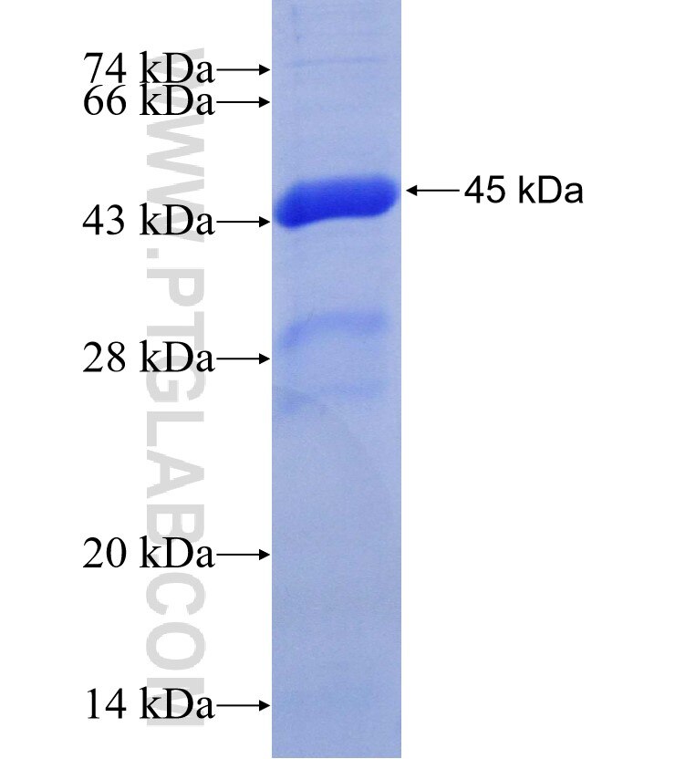 WNT16 fusion protein Ag29360 SDS-PAGE