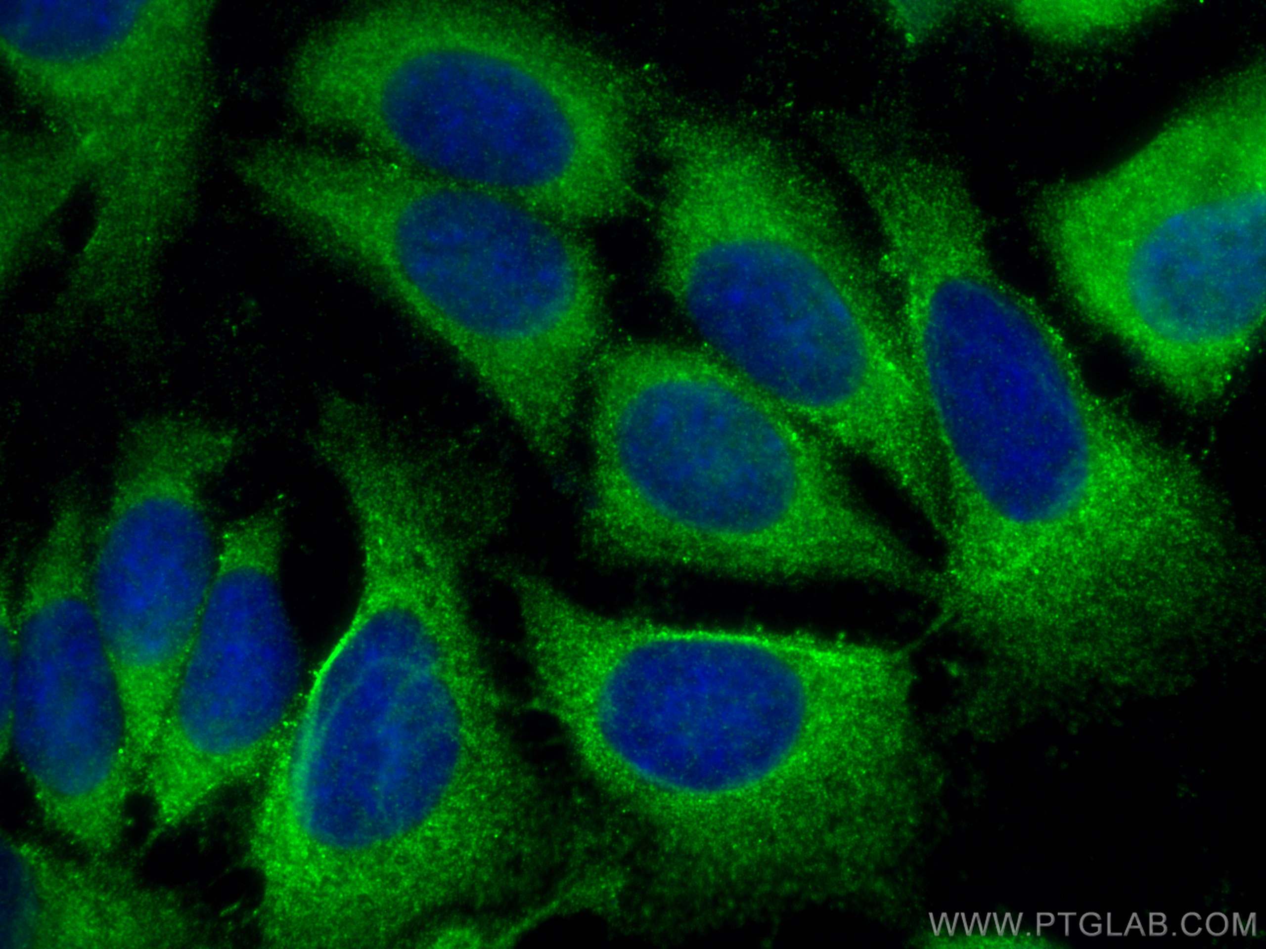 Immunofluorescence (IF) / fluorescent staining of MCF-7 cells using WNT2 Polyclonal antibody (27214-1-AP)