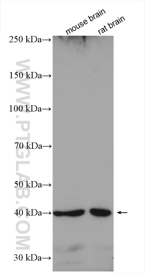 Western Blot (WB) analysis of various lysates using WNT2 Polyclonal antibody (27214-1-AP)