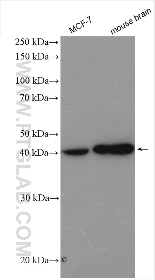 Western Blot (WB) analysis of various lysates using WNT2 Polyclonal antibody (27214-1-AP)