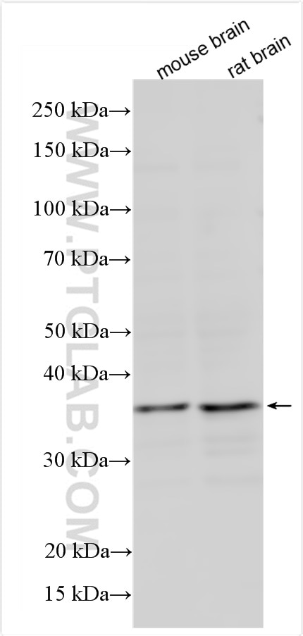 Western Blot (WB) analysis of various lysates using WNT2 Polyclonal antibody (27214-1-AP)