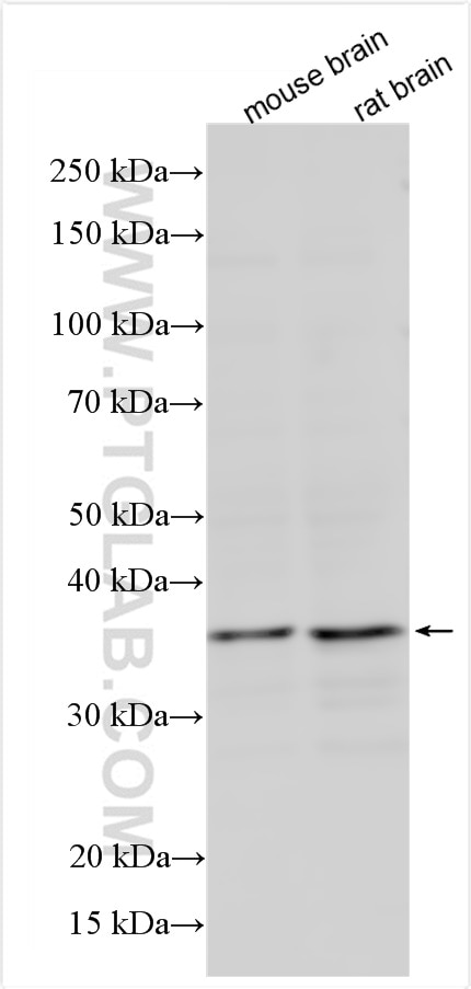 WB analysis using 27214-1-AP