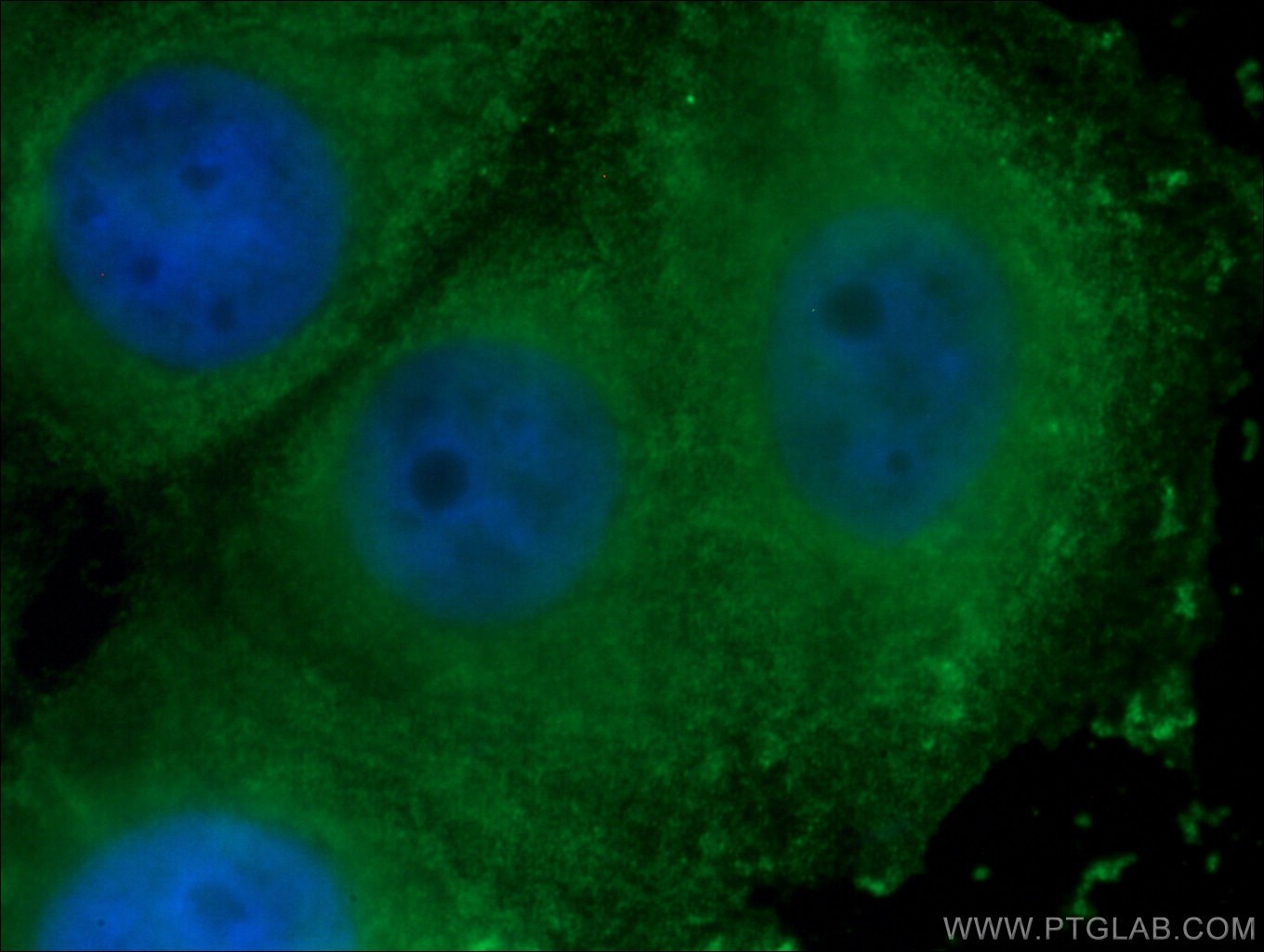 Immunofluorescence (IF) / fluorescent staining of MCF-7 cells using WNT2 Monoclonal antibody (66656-1-Ig)