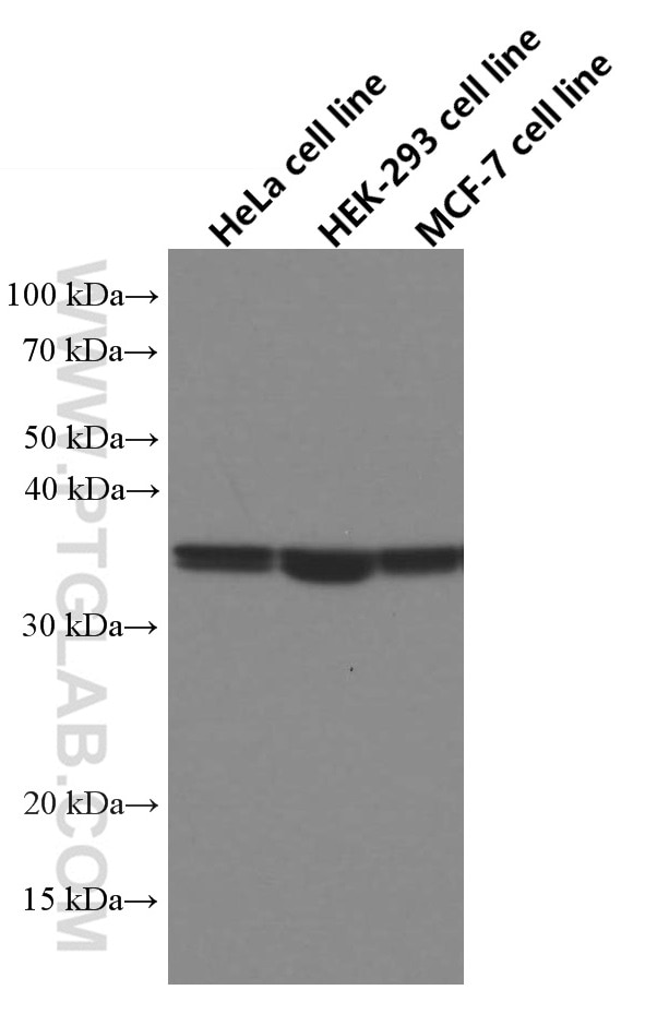 Western Blot (WB) analysis of various lysates using WNT2 Monoclonal antibody (66656-1-Ig)