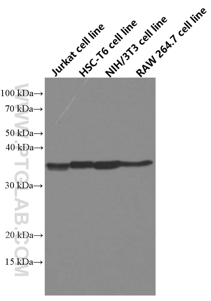 Western Blot (WB) analysis of various lysates using WNT2 Monoclonal antibody (66656-1-Ig)