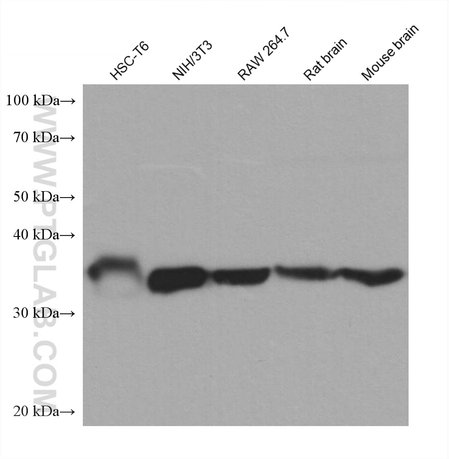 Western Blot (WB) analysis of various lysates using WNT2 Monoclonal antibody (66656-1-Ig)