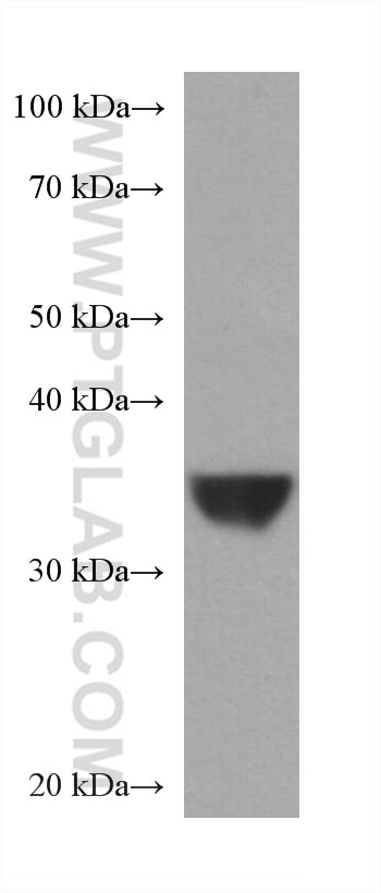 Western Blot (WB) analysis of Jurkat cells using WNT2 Monoclonal antibody (66656-1-Ig)