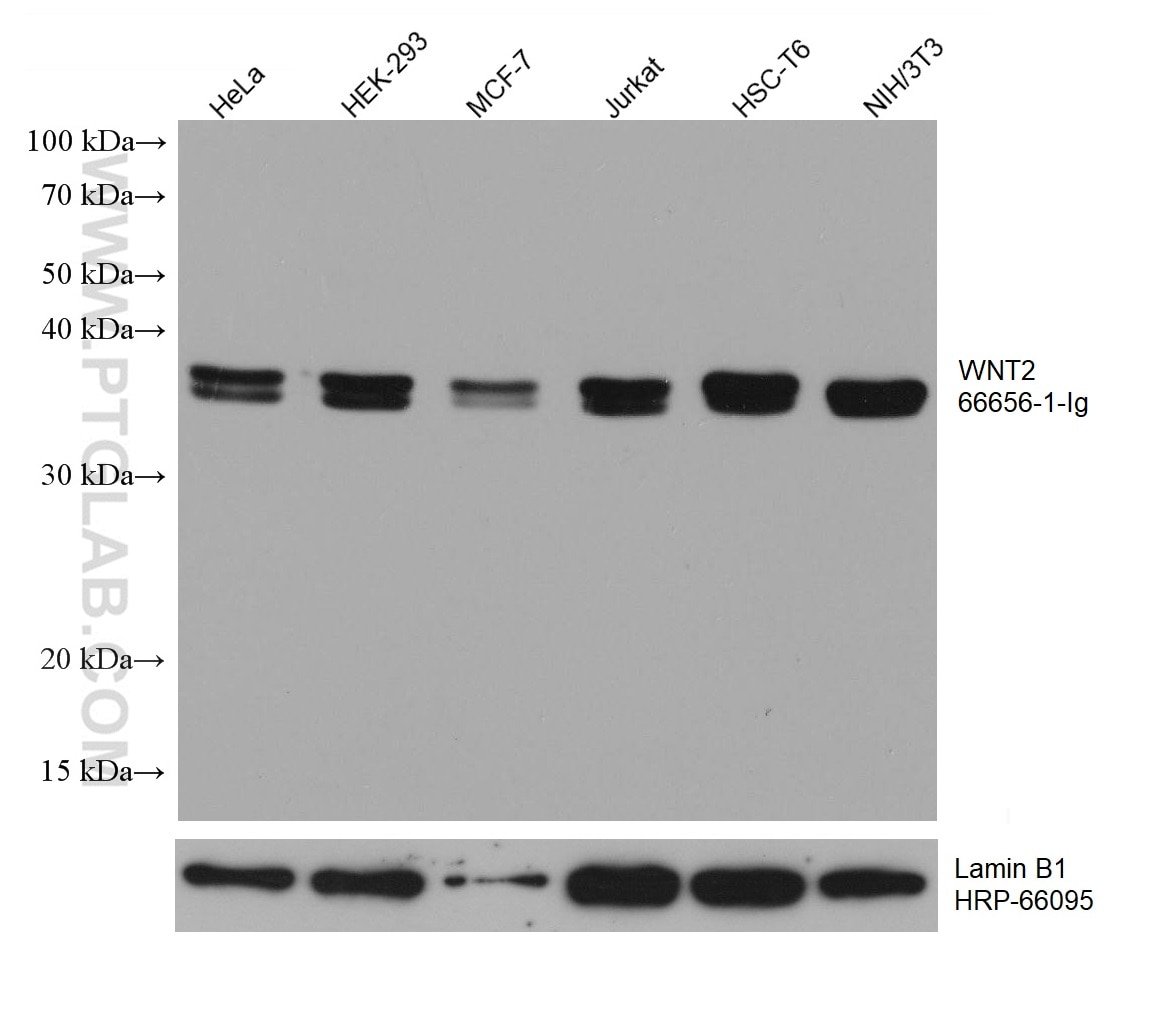 Western Blot (WB) analysis of various lysates using WNT2 Monoclonal antibody (66656-1-Ig)