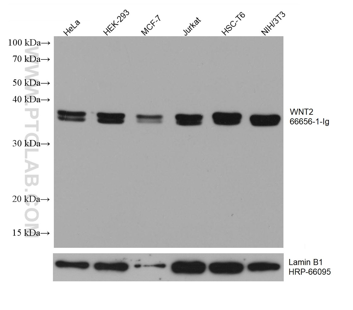WB analysis using 66656-1-Ig