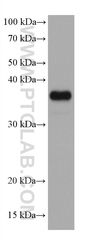 Western Blot (WB) analysis of RAW 264.7 cells using WNT2 Monoclonal antibody (66656-1-Ig)