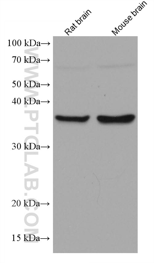 Western Blot (WB) analysis of various lysates using WNT2 Monoclonal antibody (66656-1-Ig)