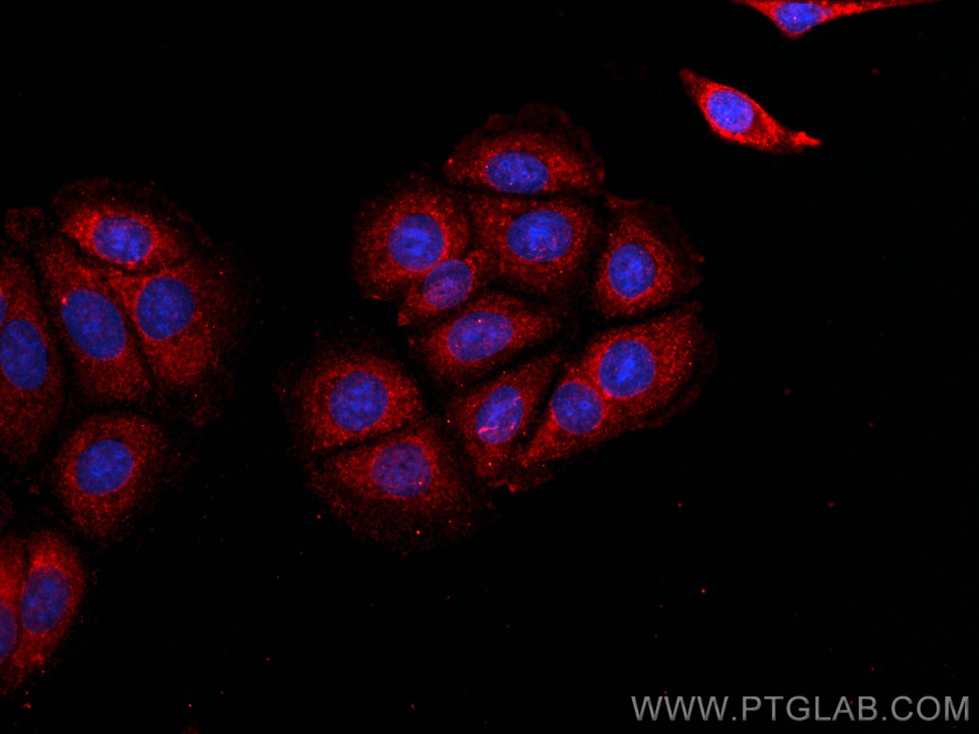 Immunofluorescence (IF) / fluorescent staining of MCF-7 cells using CoraLite®594-conjugated WNT2 Monoclonal antibody (CL594-66656)
