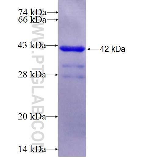 WNT2 fusion protein Ag25185 SDS-PAGE