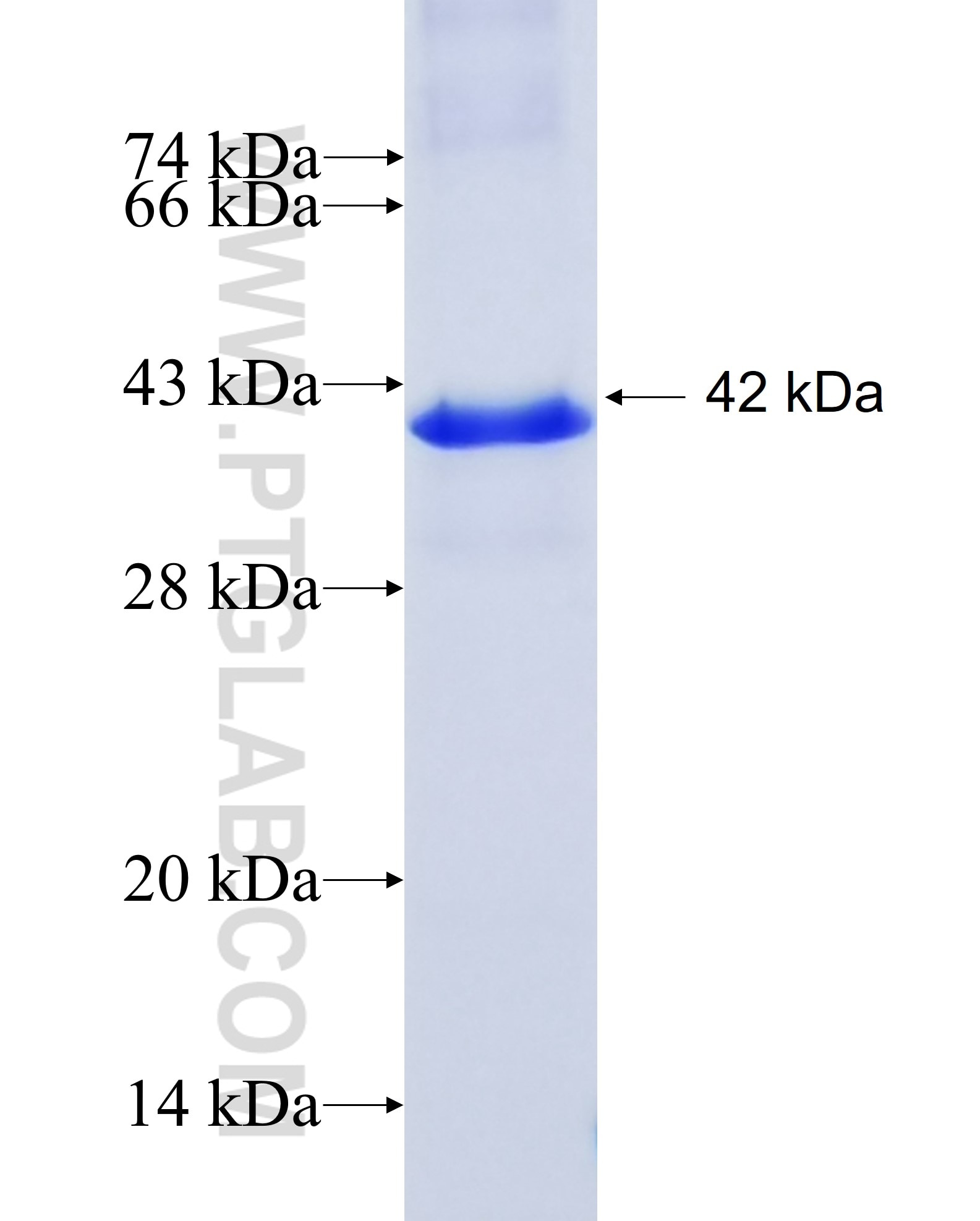 WNT2 fusion protein Ag25185 SDS-PAGE