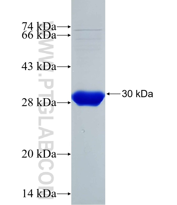 WNT2 fusion protein Ag25845 SDS-PAGE