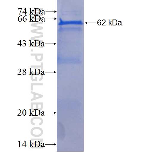 WNT2 fusion protein Ag1641 SDS-PAGE