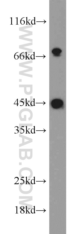 WNT3 Polyclonal antibody