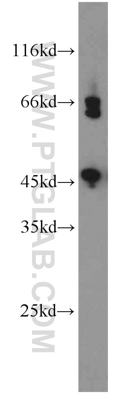 Western Blot (WB) analysis of NIH/3T3 cells using WNT3 Polyclonal antibody (17983-1-AP)
