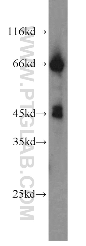 Western Blot (WB) analysis of Raji cells using WNT3 Polyclonal antibody (17983-1-AP)