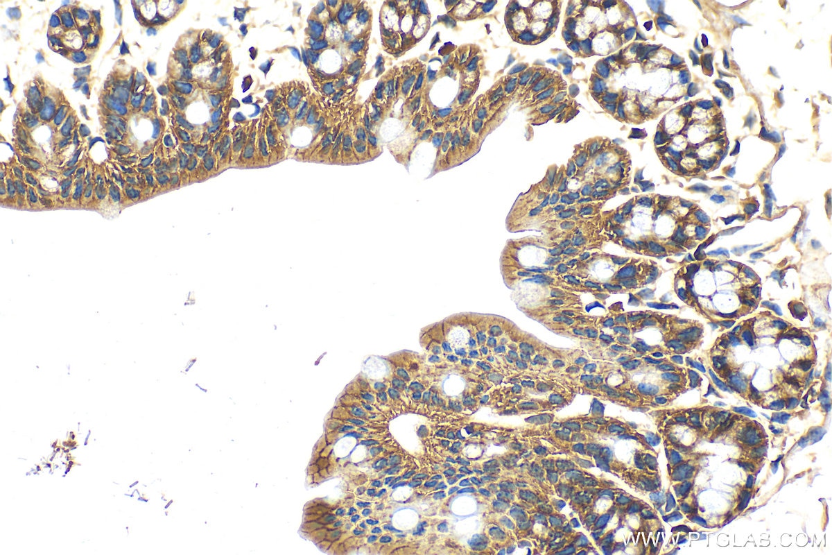 Immunohistochemistry (IHC) staining of mouse colon tissue using WNT3 Polyclonal antibody (28156-1-AP)