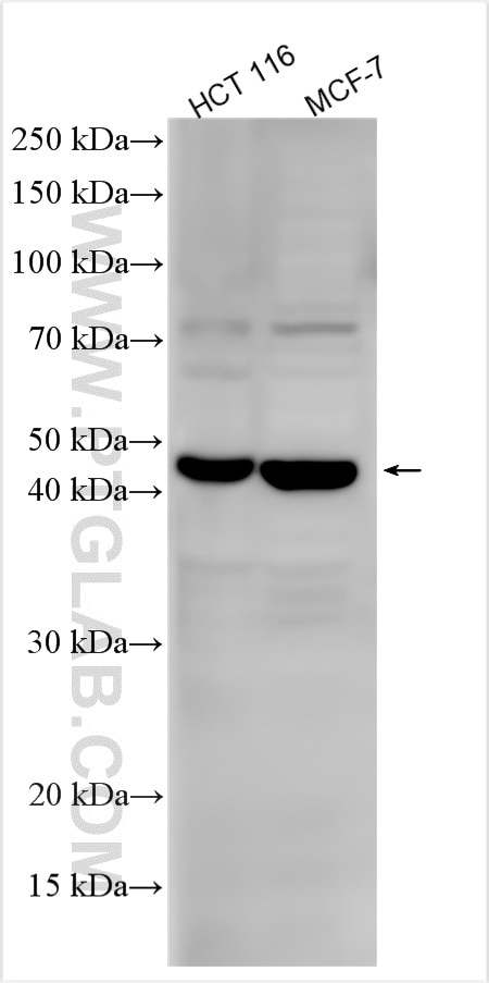 Western Blot (WB) analysis of various lysates using WNT3 Polyclonal antibody (28156-1-AP)