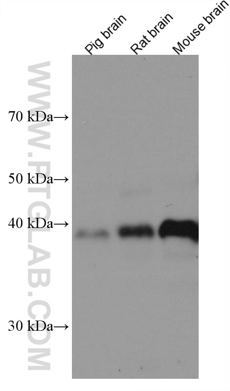 Western Blot (WB) analysis of various lysates using WNT3 Monoclonal antibody (67452-1-Ig)